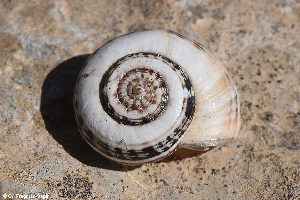 Xerocrassa seetzeni  Geotagged,Israel,Spring,Xerocrassa seetzeni,Xerocrassa seetzenii