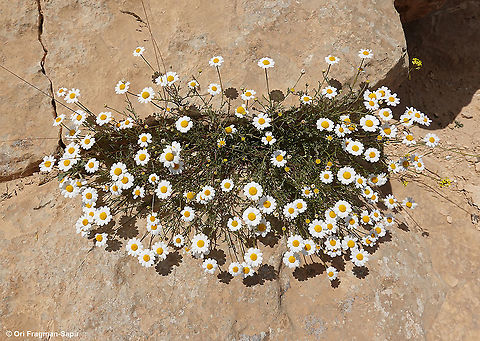 Anthemis melampodina