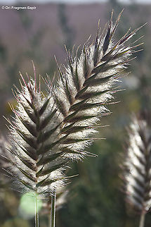 Eremopyrum distans  Eremopyrum distans,Geotagged,Israel,Spring