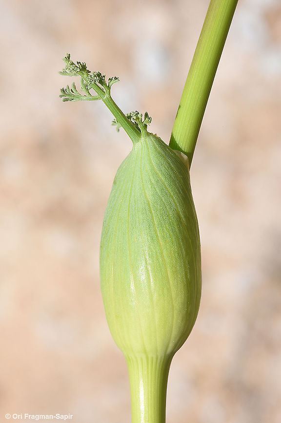 Ferula daninii  Ferula daninii,Geotagged,Israel,Spring