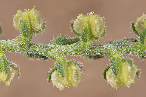 Heterocaryum subsessile  Geotagged,Heterocaryum subsessile,Israel,Spring