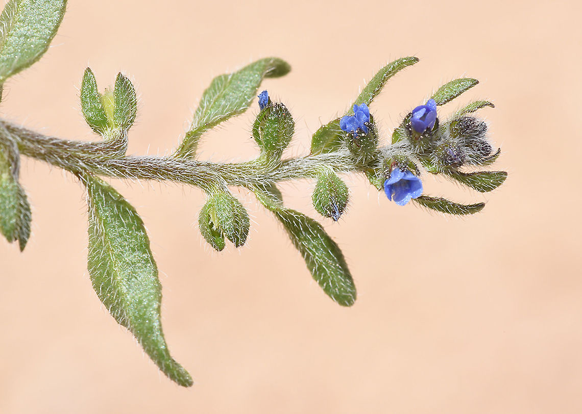 Heterocaryum subsessile  Geotagged,Heterocaryum subsessile,Israel,Spring