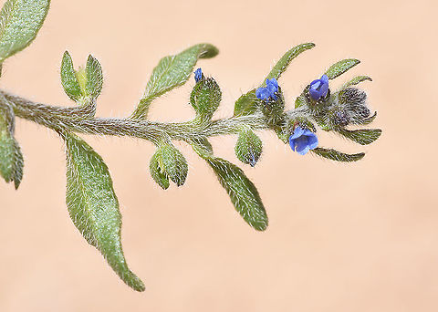 Heterocaryum subsessile  Geotagged,Heterocaryum subsessile,Israel,Spring
