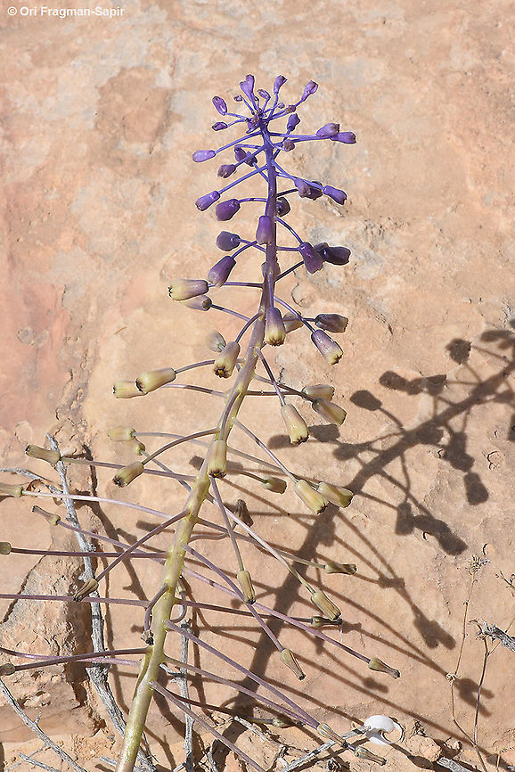 Leopoldia longipes ssp. negevensis  Geotagged,Israel,Leopoldia longipes,Spring