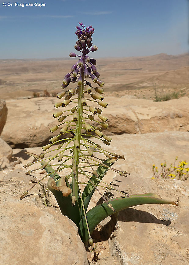 Leopoldia longipes ssp. negevensis                                 Geotagged,Israel,Leopoldia longipes,Spring