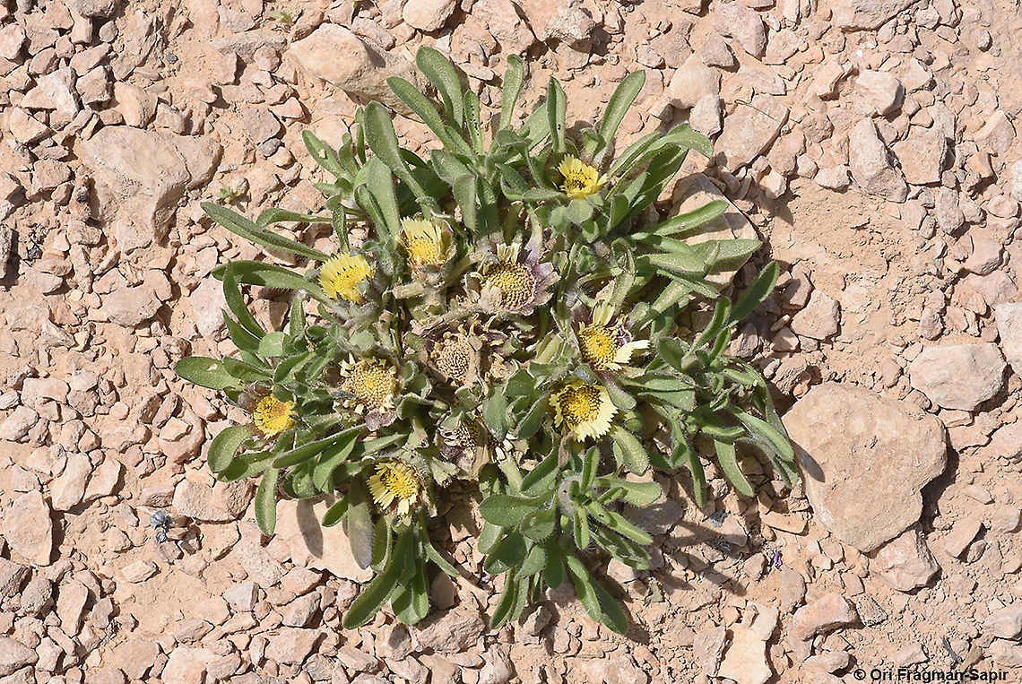 Asteriscus hierochunticus  Asteriscus hierochunticus,Geotagged,Israel,Spring