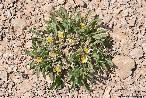 Asteriscus hierochunticus