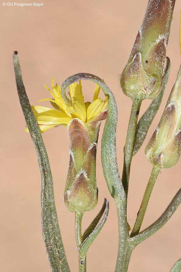 Takhtajaniantha pusilla  Geotagged,Israel,Spring,Takhtajaniantha,Takhtajaniantha pusilla