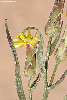 Takhtajaniantha pusilla  Geotagged,Israel,Spring,Takhtajaniantha,Takhtajaniantha pusilla