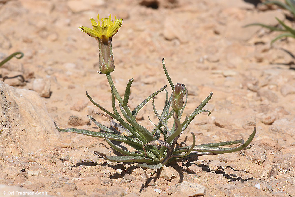 Takhtajaniantha pusilla  Geotagged,Israel,Spring,Takhtajaniantha,Takhtajaniantha pusilla