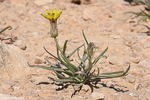 Takhtajaniantha pusilla  Geotagged,Israel,Spring,Takhtajaniantha,Takhtajaniantha pusilla