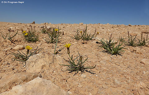 Takhtajaniantha pusilla  Geotagged,Israel,Spring,Takhtajaniantha,Takhtajaniantha pusilla