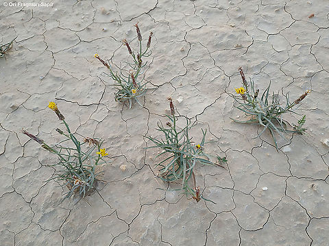 Takhtajaniantha pusilla  Geotagged,Israel,Spring,Takhtajaniantha,Takhtajaniantha pusilla