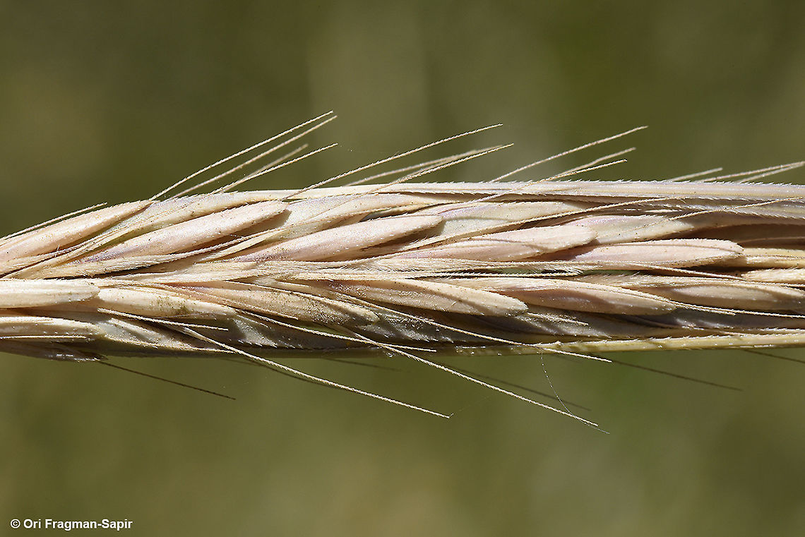 Hordeum spontaneum  Geotagged,Hordeum spontaneum,Israel,Spring,Wild barley