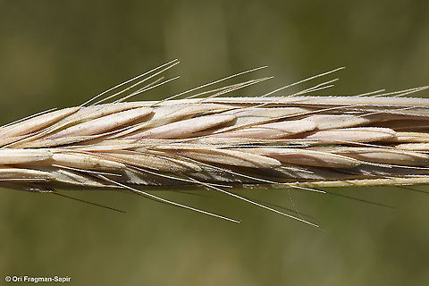 Hordeum spontaneum  Geotagged,Hordeum spontaneum,Israel,Spring,Wild barley