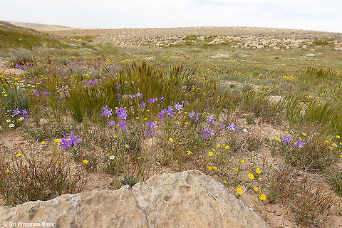 Ixiolirion tataricum  Geotagged,Israel,Ixiolirion tataricum,Siberian lily,Spring