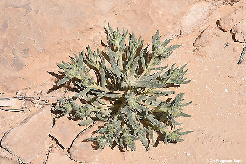 Echinops acantholepis  Acantholepis orientalis,Geotagged,Israel,Spring
