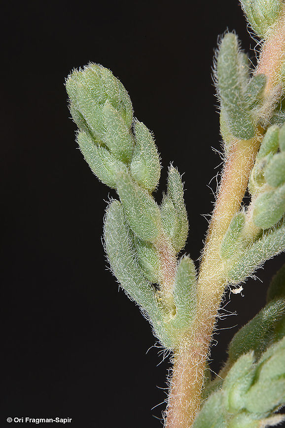 Caroxylon orientale  Caroxylon orientale,Geotagged,Israel,Spring