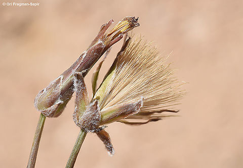 Takhtajaniantha pusilla  Geotagged,Israel,Spring,Takhtajaniantha,Takhtajaniantha pusilla