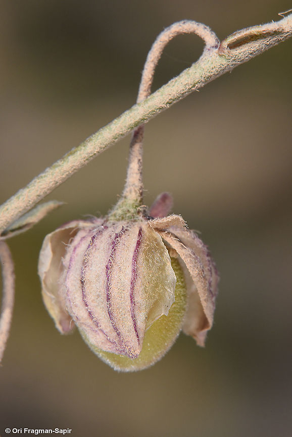 Helianthemum vesicarium  Geotagged,Helianthemum vesicarium,Israel,Pink sunrose,Spring