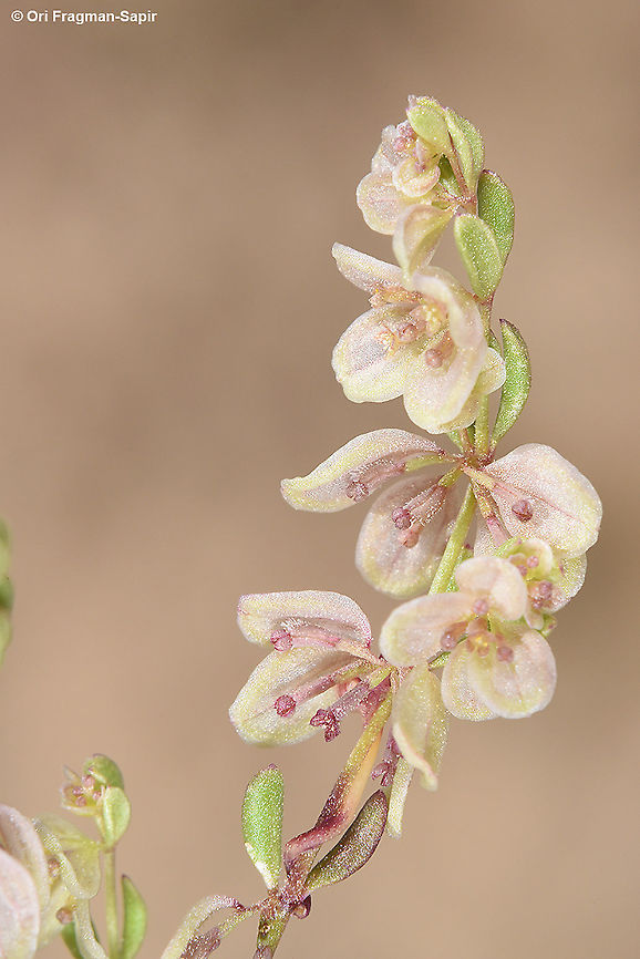 Callipeltis aperta  Callipeltis aperta,Geotagged,Israel,Spring