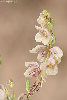 Callipeltis aperta  Callipeltis aperta,Geotagged,Israel,Spring