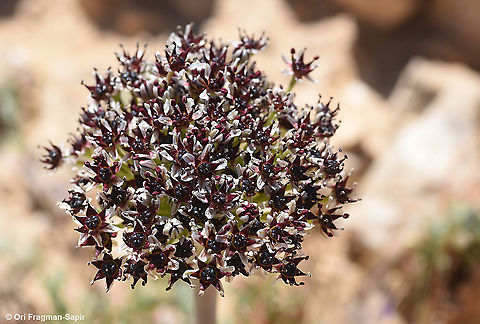 Allium rothii  Allium rothii,Geotagged,Israel,Spring