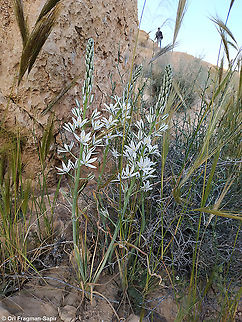 Ornithogalum narbonense  Geotagged,Israel,Narbonne Star-of-Bethlehem,Ornithogalum narbonense,Spring