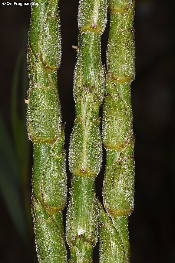Aegilops vavilovii  Aegilops vavilovii,Geotagged,Israel,Spring