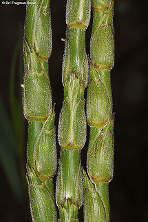 Aegilops vavilovii