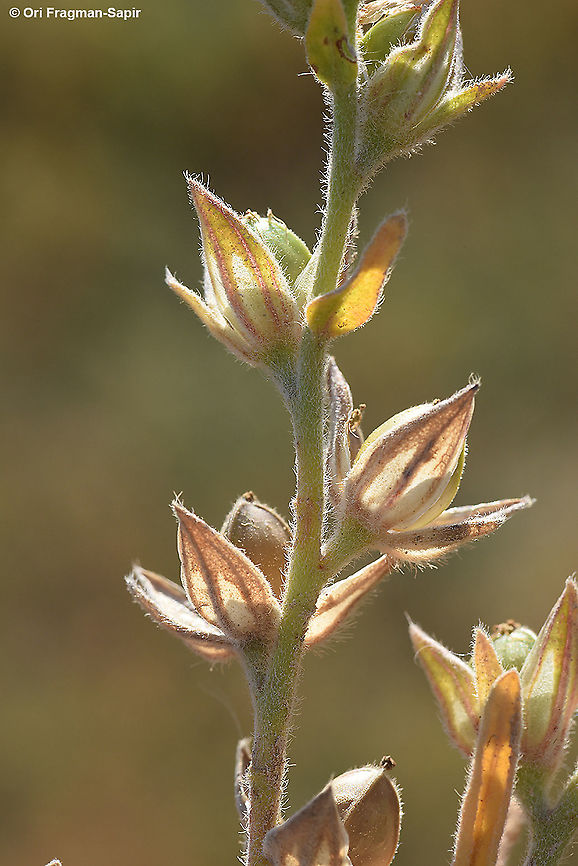 Helianthemum ledifolium  Geotagged,Helianthemum ledifolium,Israel,Spring