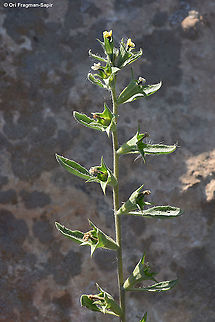 Hyoscyamus pusillus  Geotagged,Hyoscyamus pusillus,Israel,Spring