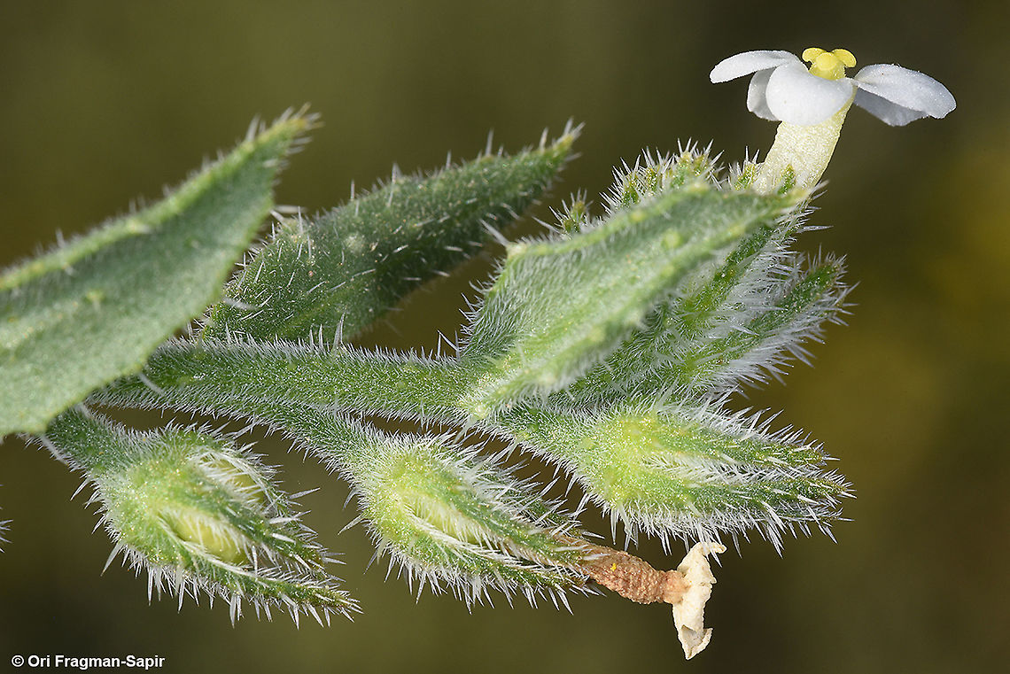 Anchusa milleri  Anchusa milleri,Geotagged,Israel,Spring