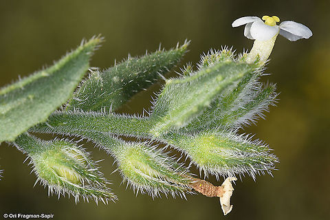 Anchusa milleri  Anchusa milleri,Geotagged,Israel,Spring