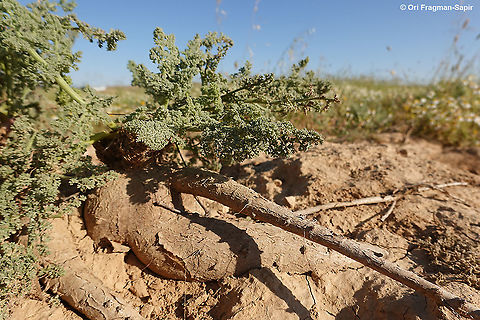 Ferula biverticillata  Ferula biverticellata,Geotagged,Israel,Spring