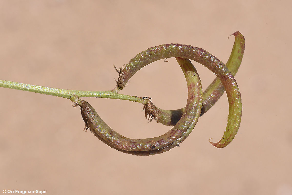Astragalus crenatus  Astragalus crenatus,Geotagged,Israel,Spring