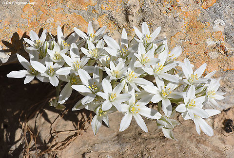 Ornithogalum neurostegium  Geotagged,Israel,Ornithogalum neurostegium,Spring