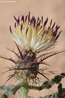 Centaurea aegyptiaca