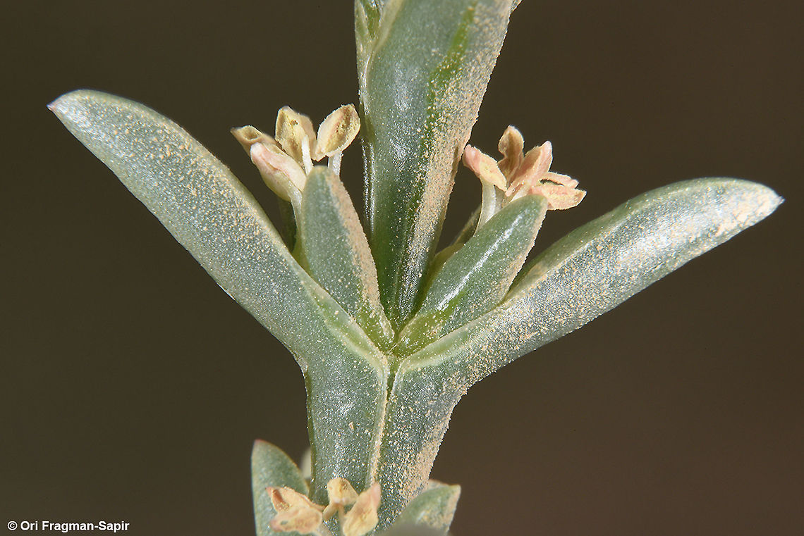 Salsola oppositifolia  Geotagged,Israel,Salsola oppositifolia,Spring