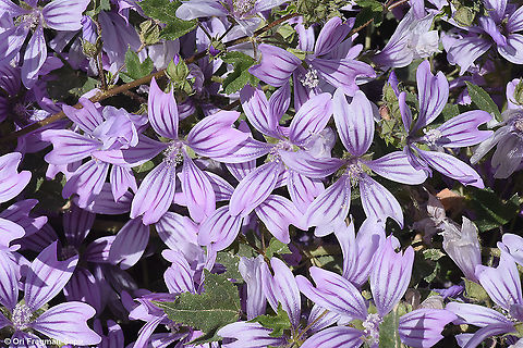 Malva sylvestris  Geotagged,Israel,Malva sylvestris,Spring