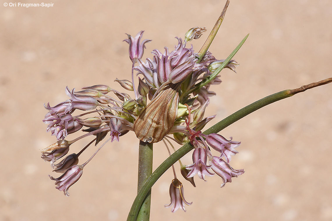 Allium desertorum  Allium desertorum,Geotagged,Israel,Spring