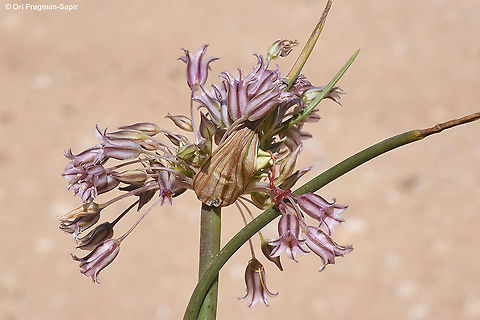 Allium desertorum  Allium desertorum,Geotagged,Israel,Spring