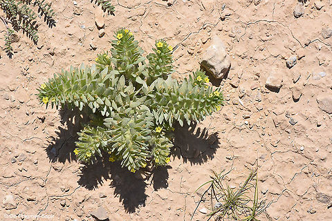 Arnebia linearifolia