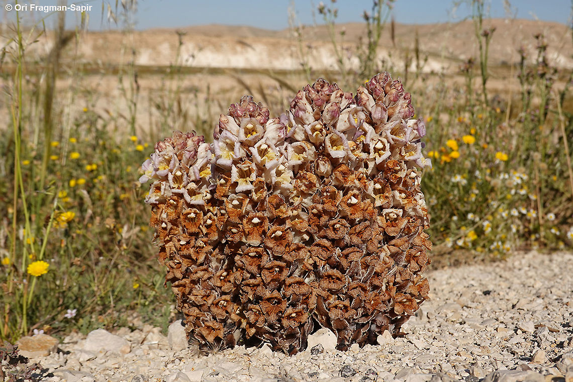 Cistanche fissa  Cistanche fissa,Cistanche mimii,Geotagged,Israel,Spring
