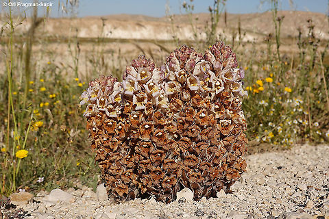 Cistanche fissa  Cistanche fissa,Cistanche mimii,Geotagged,Israel,Spring