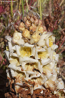 Cistanche fissa  Cistanche fissa,Cistanche mimii,Geotagged,Israel,Spring