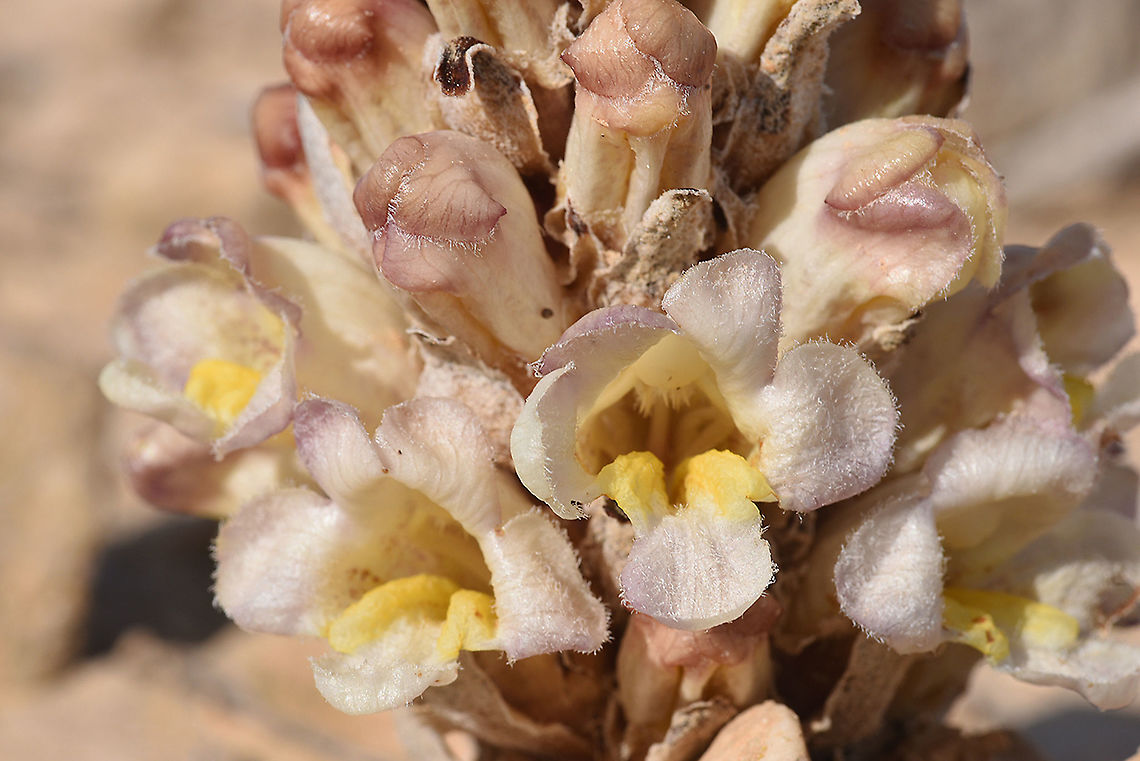 Cistanche fissa  Cistanche fissa,Cistanche mimii