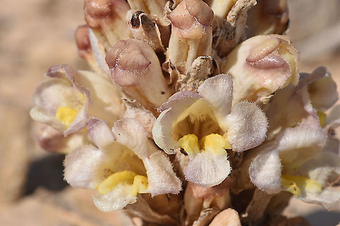 Cistanche fissa  Cistanche fissa,Cistanche mimii