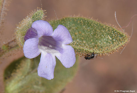Anticharis glandulosa Anticharis glandulosa in its northern most location in the world, S Israel, Mt Tzfahot near Eilat Anticharis glandulosa,Geotagged,Israel,Spring