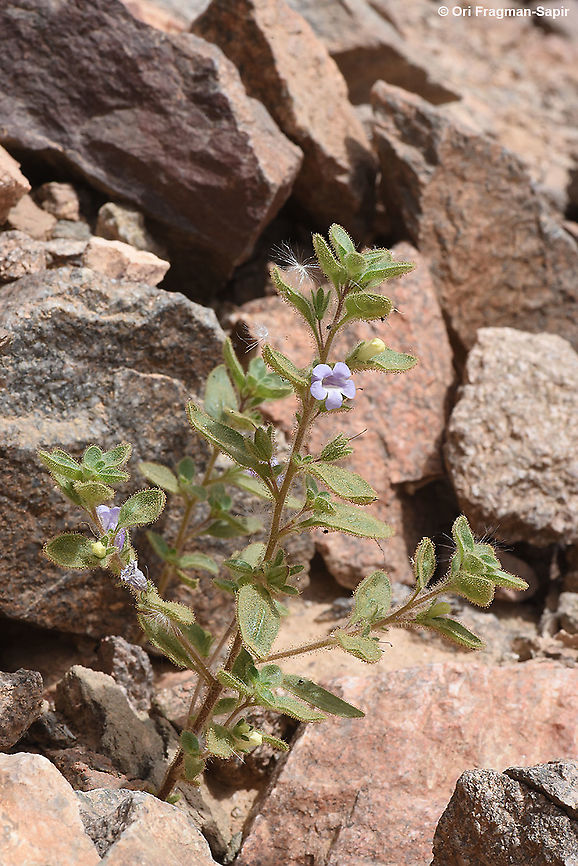 Anticharis glandulosa Anticharis glandulosa in its northern most location in the world, S Israel, Mt Tzfahot near Eilat Anticharis glandulosa,Geotagged,Israel,Spring